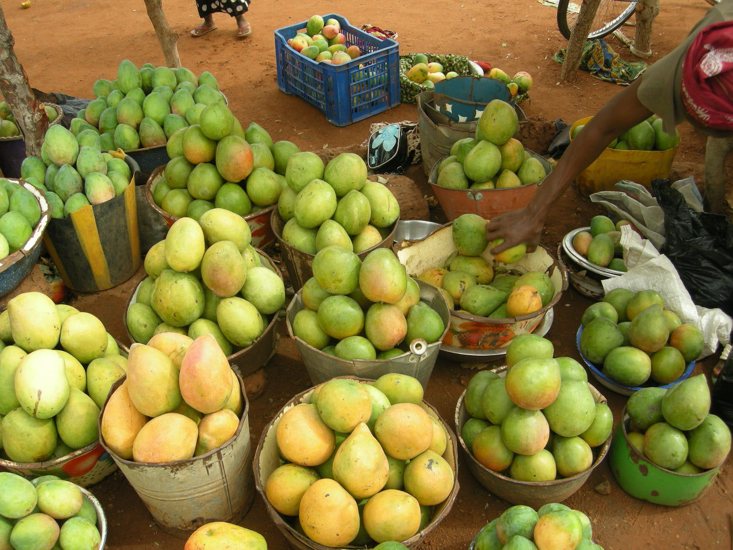 オーガニックドライマンゴー  西アフリカ ブルキナファソ産 60g 3袋