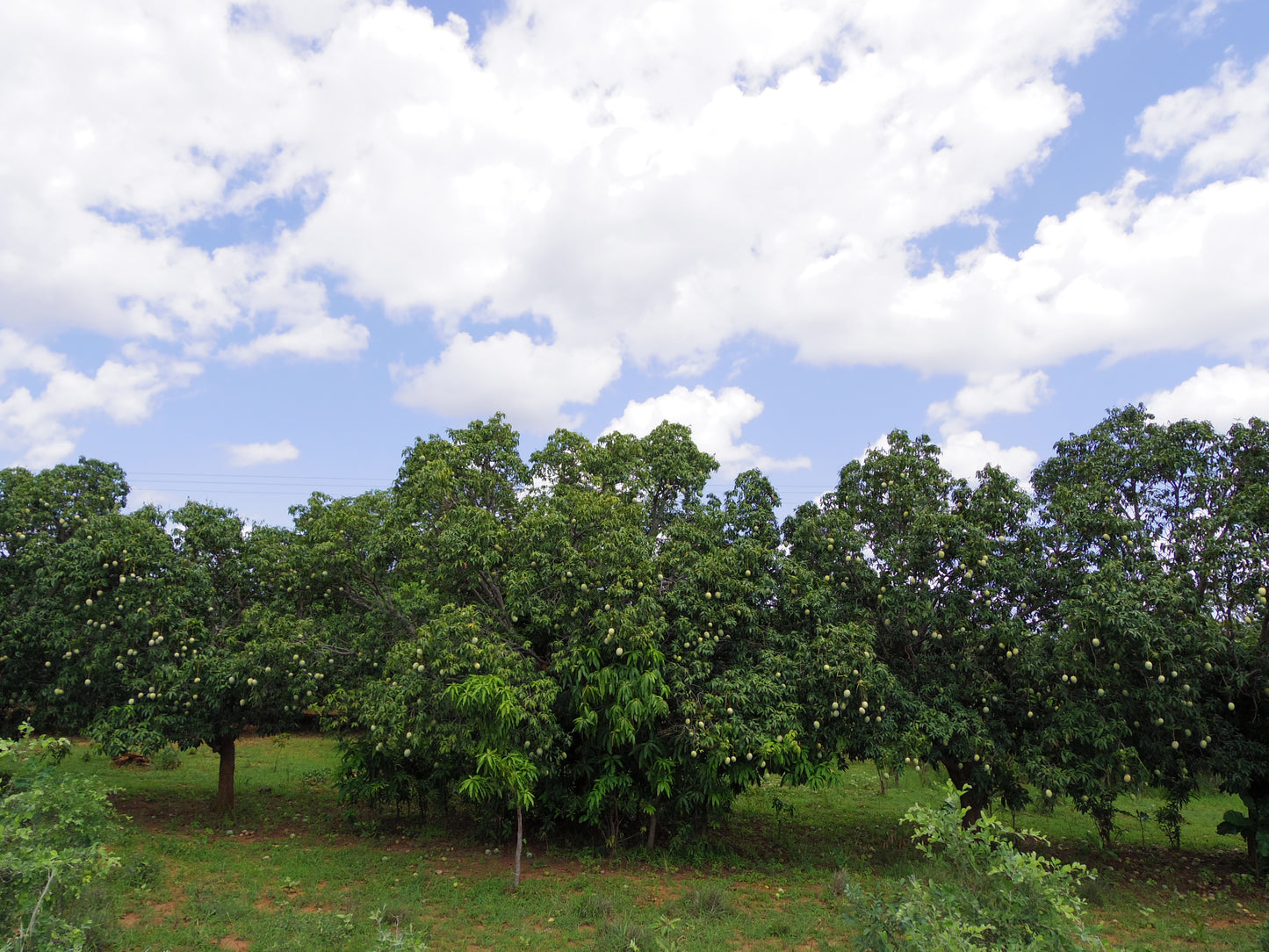 オーガニックドライマンゴー  西アフリカ ブルキナファソ産 60g 3袋
