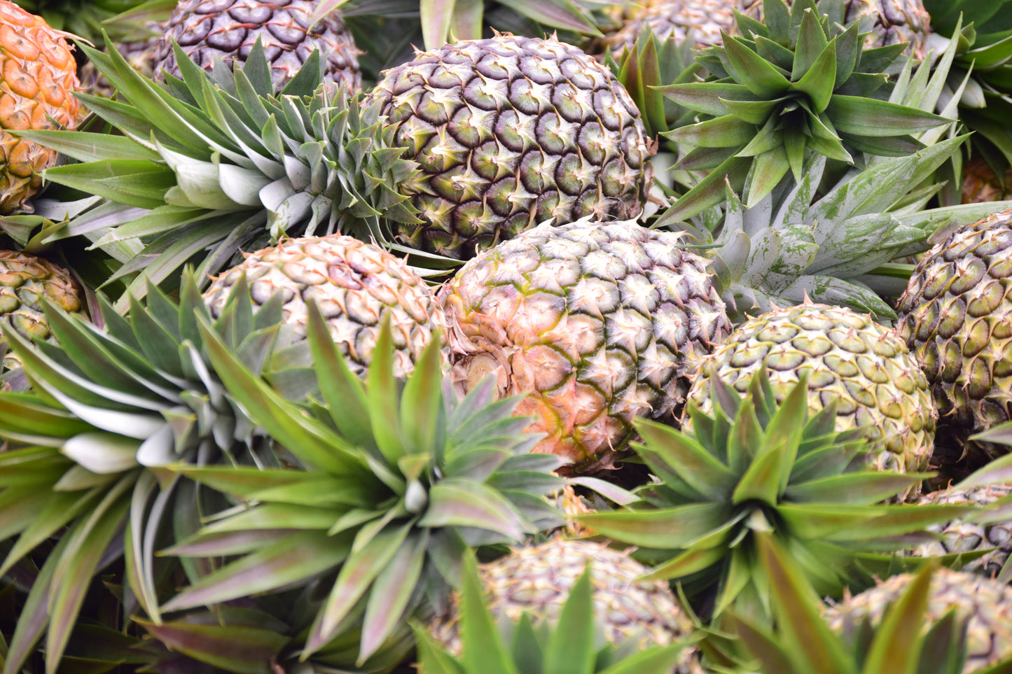 オーガニックドライパイナップル ガーナ産 45g 3袋