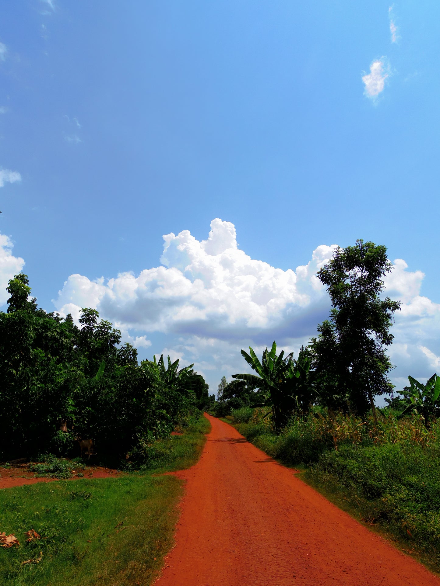 オーガニックドライパイナップル ガーナ産 45g 3袋