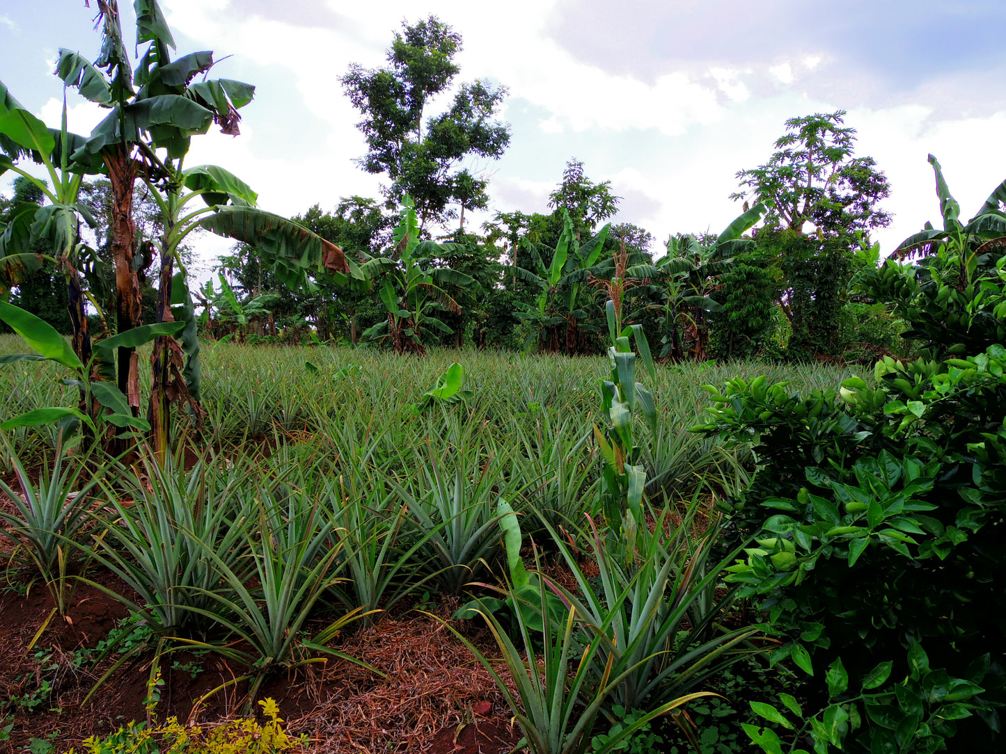 オーガニックドライパイナップル ガーナ産 45g 3袋