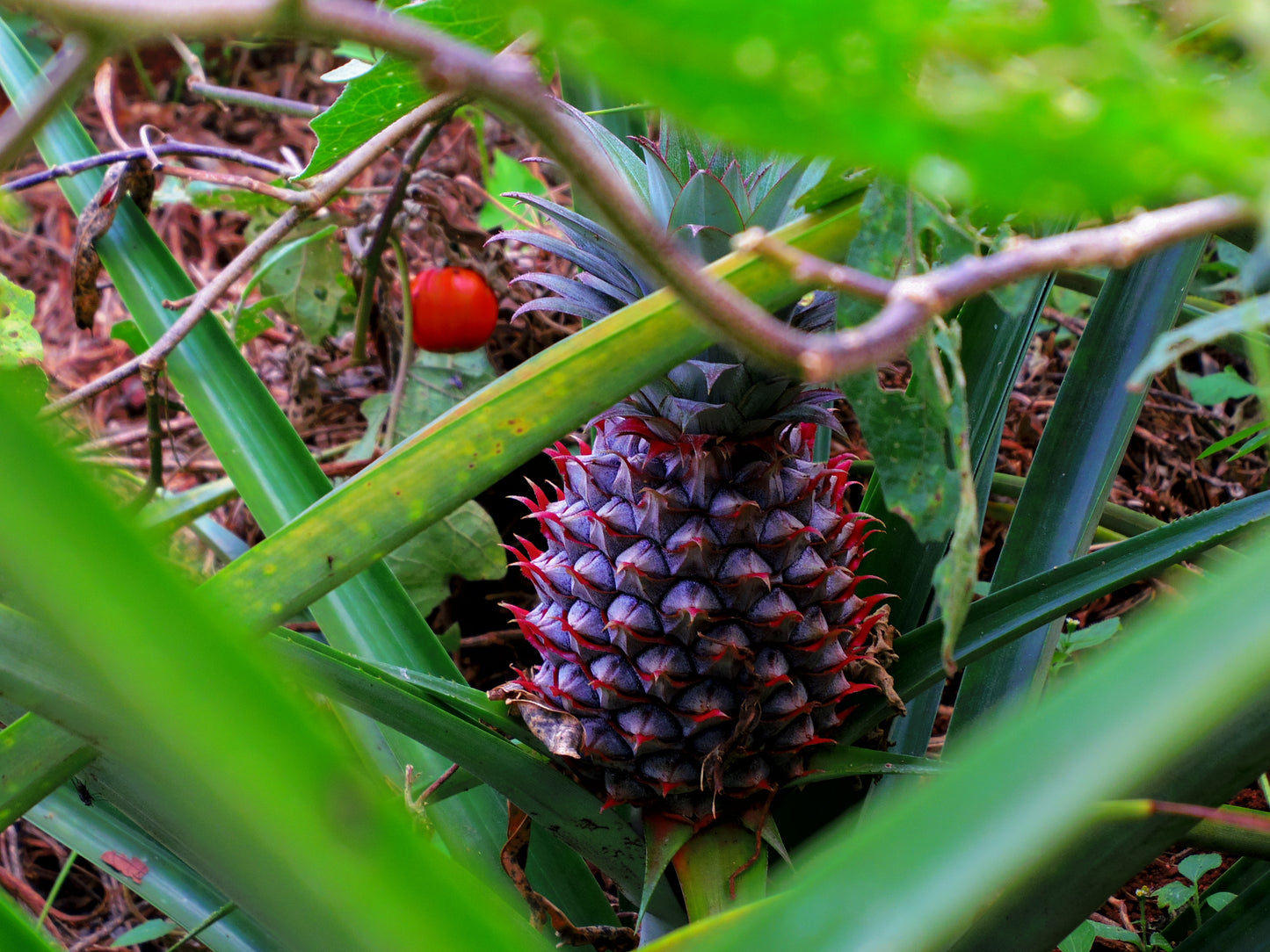 オーガニックドライパイナップル ガーナ産 45g 3袋