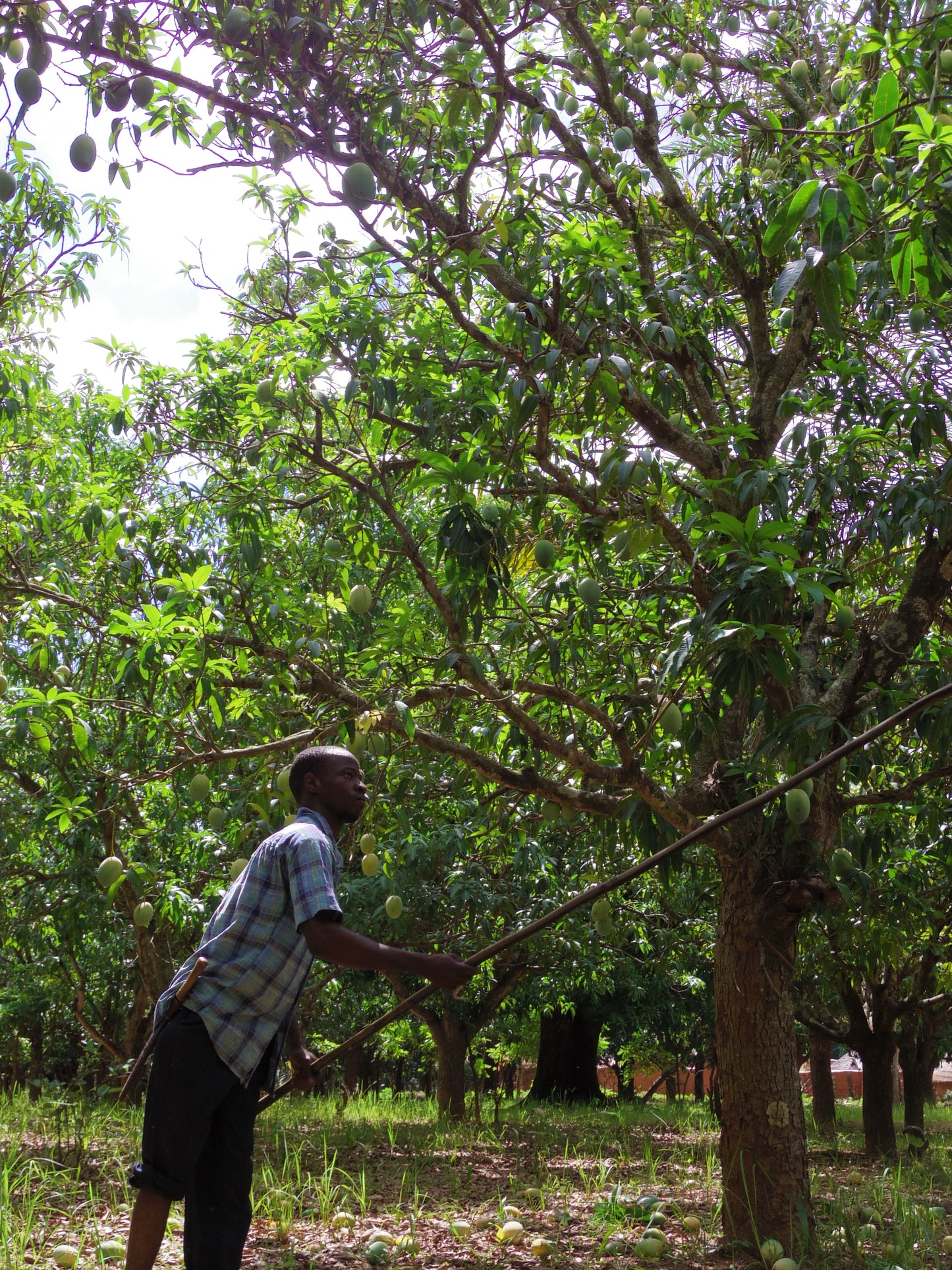 オーガニックドライマンゴー  西アフリカ ブルキナファソ産 60g 3袋