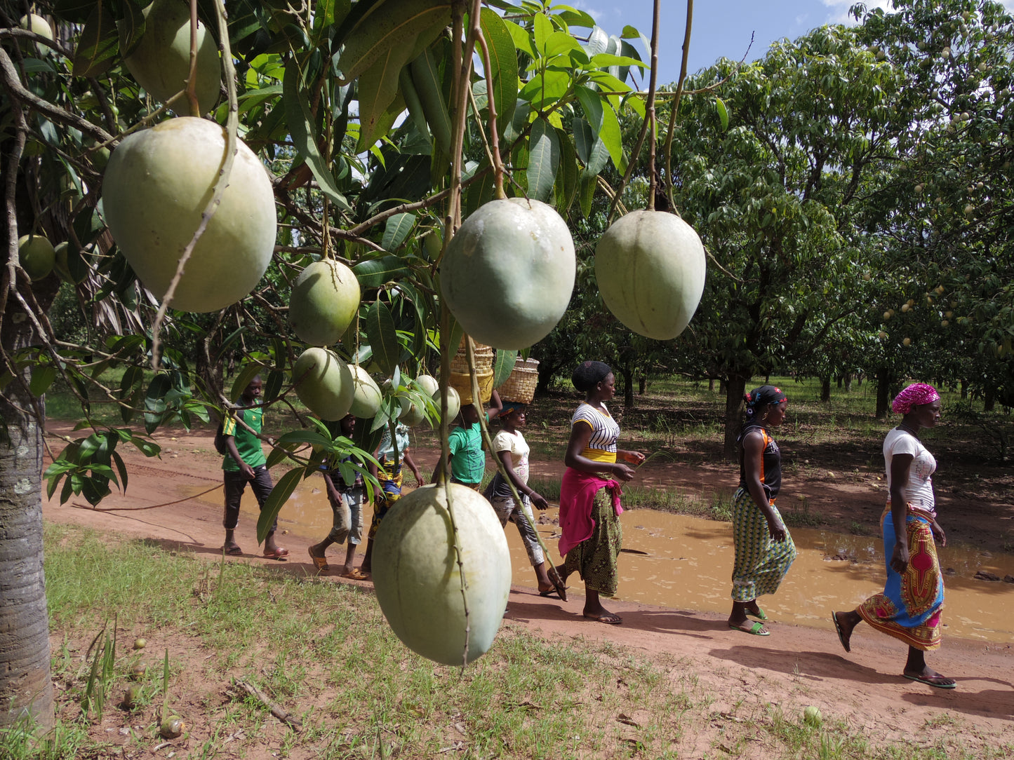 オーガニックドライマンゴー  西アフリカ ブルキナファソ産 60g 3袋