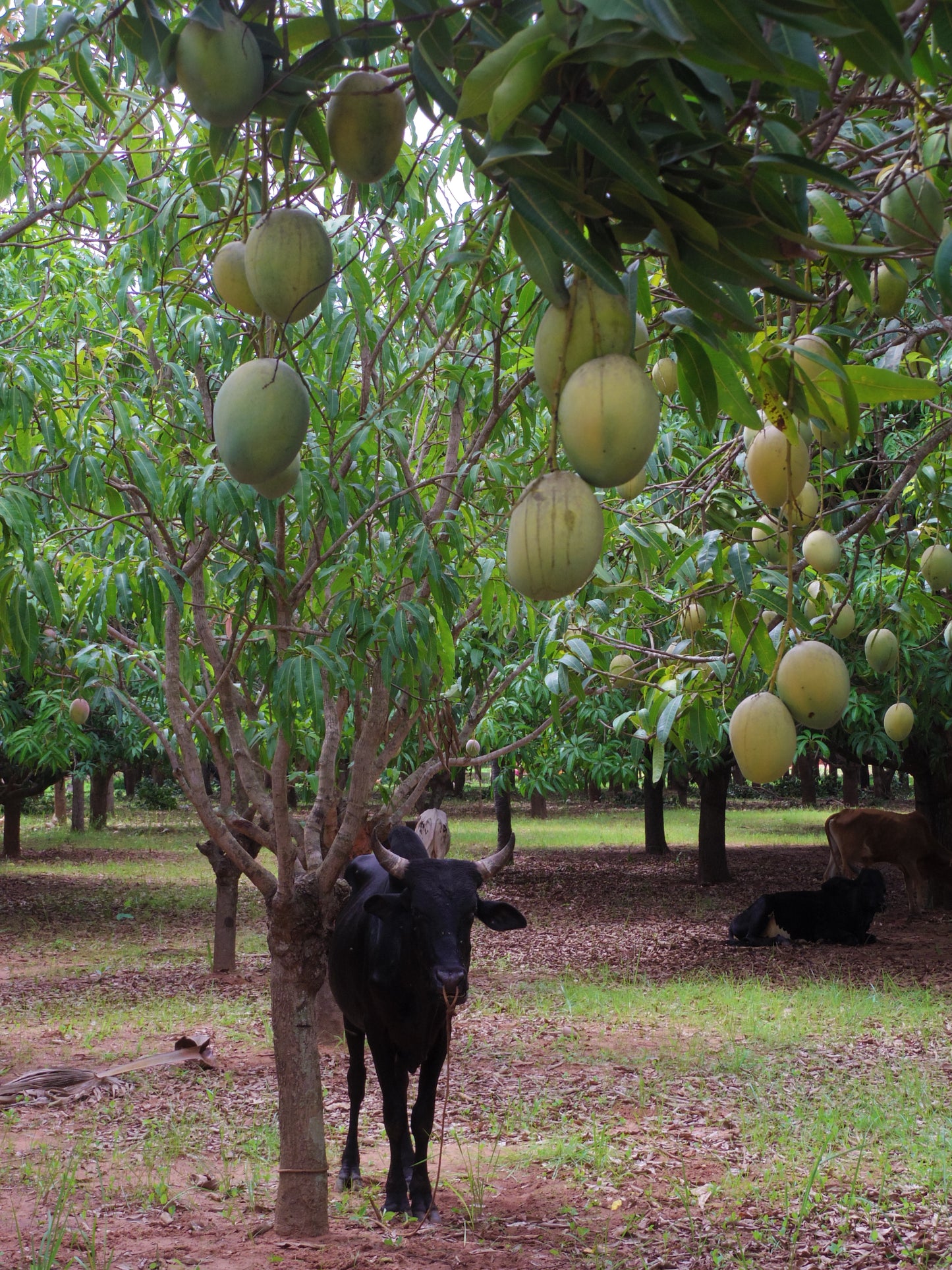 オーガニックドライマンゴー  西アフリカ ブルキナファソ産 60g 3袋