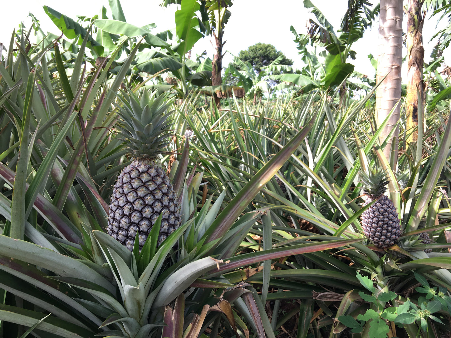 オーガニックドライパイナップル ガーナ産 45g 3袋