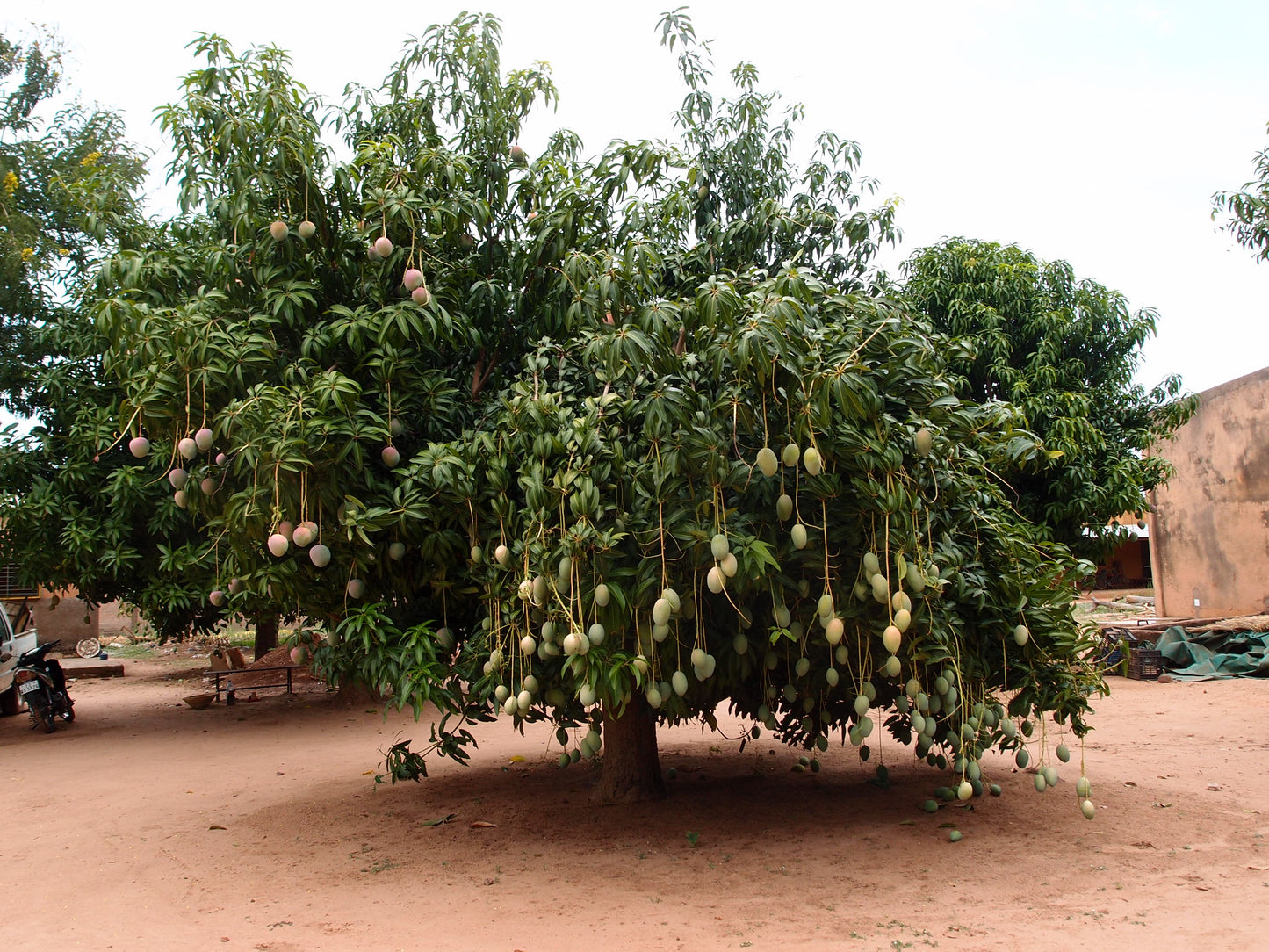オーガニックドライマンゴー  西アフリカ ブルキナファソ産 60g 3袋