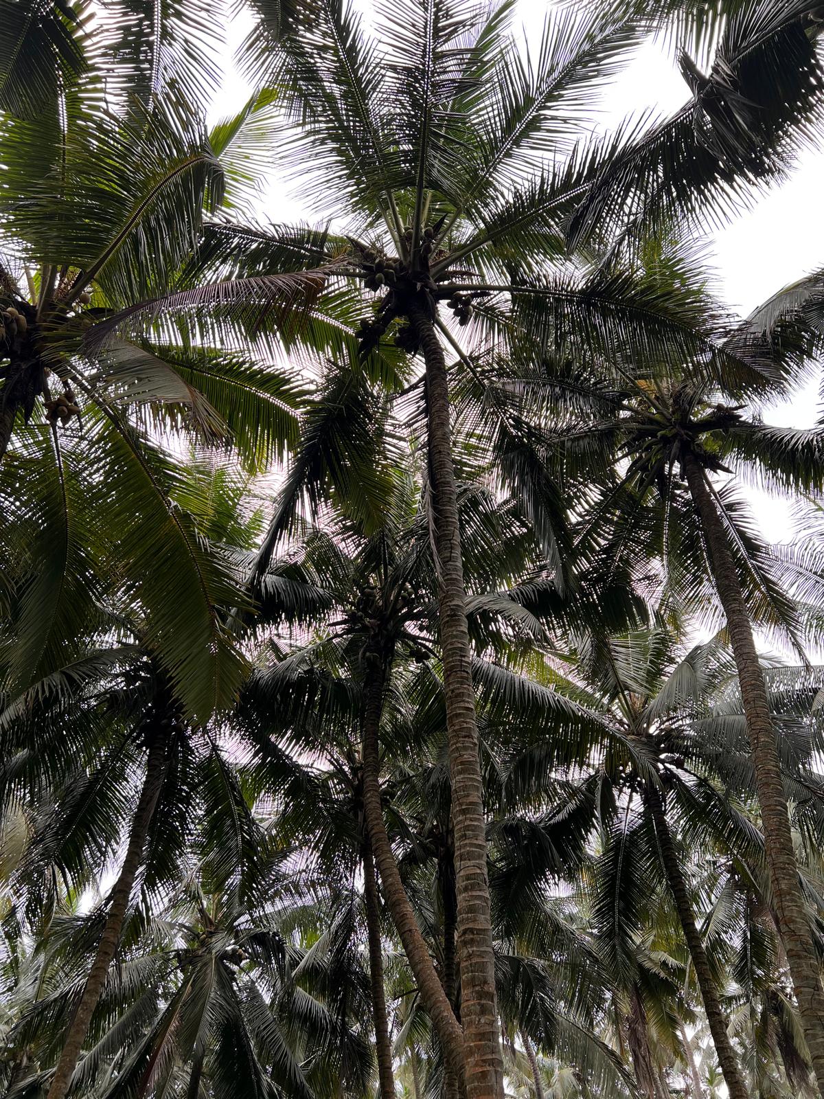 オーガニックドライココナッツ ガーナ産 40g 3袋